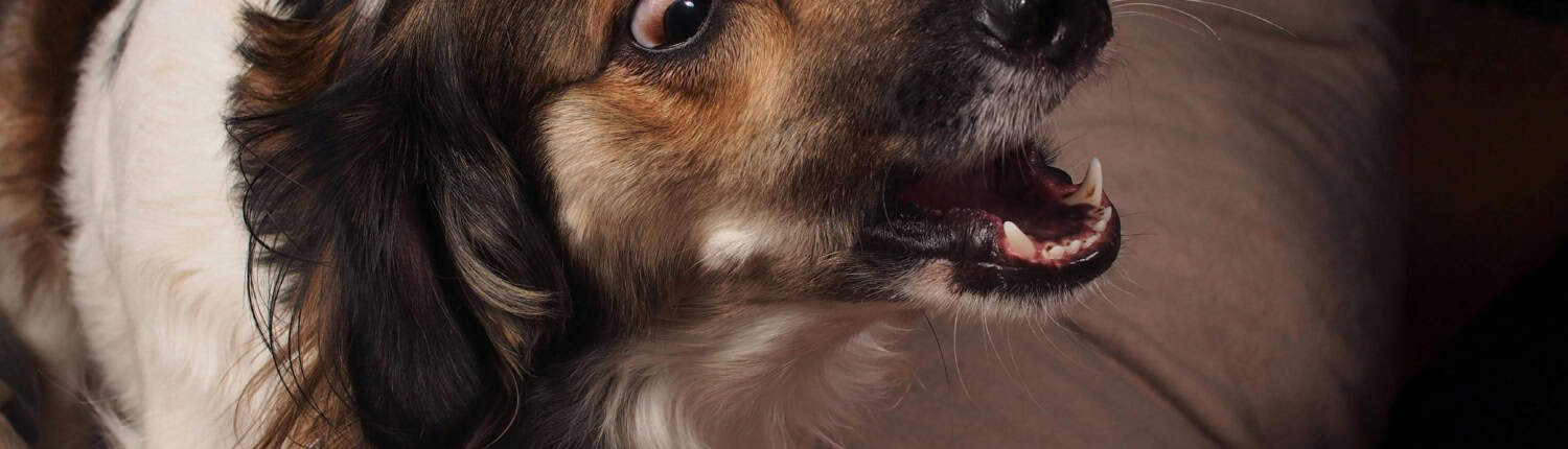 Website foto ongeruste bedreigde uitvallende hond pexels-daigofotos-32710696