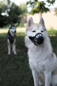 Hondentraining - Nazorg na bijtincidenten Coaching en hersteltraject voor baas én hond na een bijtincident Hondentraining - Nazorg na bijtincidenten Coaching en hersteltraject voor baas én hond na een bijtincident