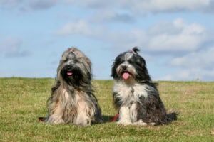 Hondentraining - Samenleven met meerdere honden - Harmonie in huis Hondentraining - Samenleven met meerdere honden - Harmonie in huis
