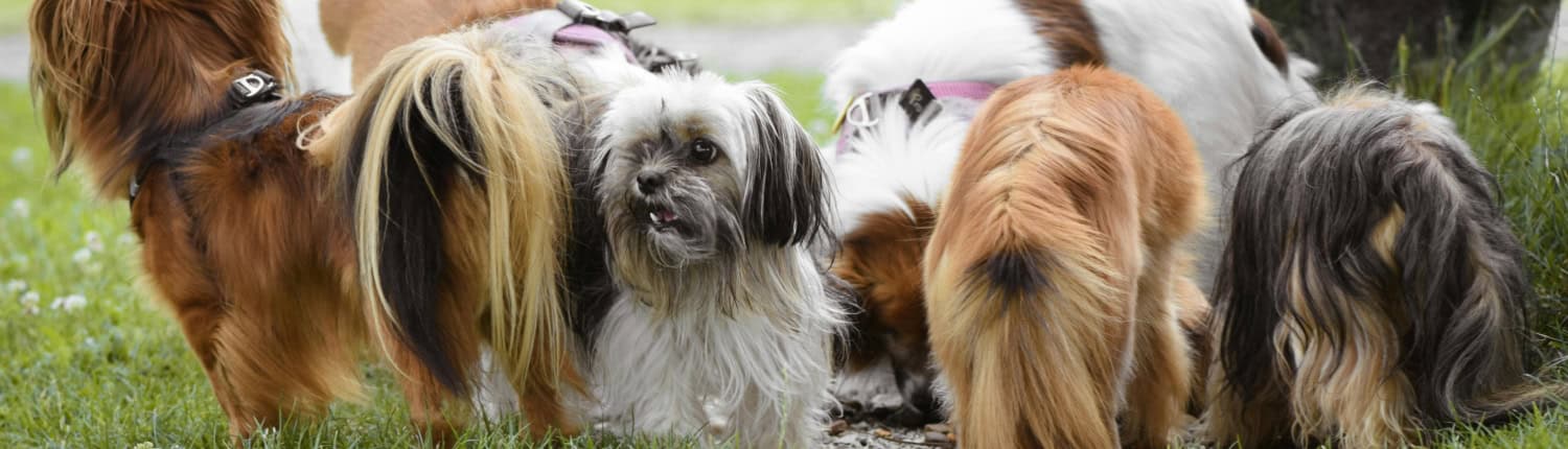 17-7-2025 roedel hondjes pexels-alexasfotos-12866906 (1)