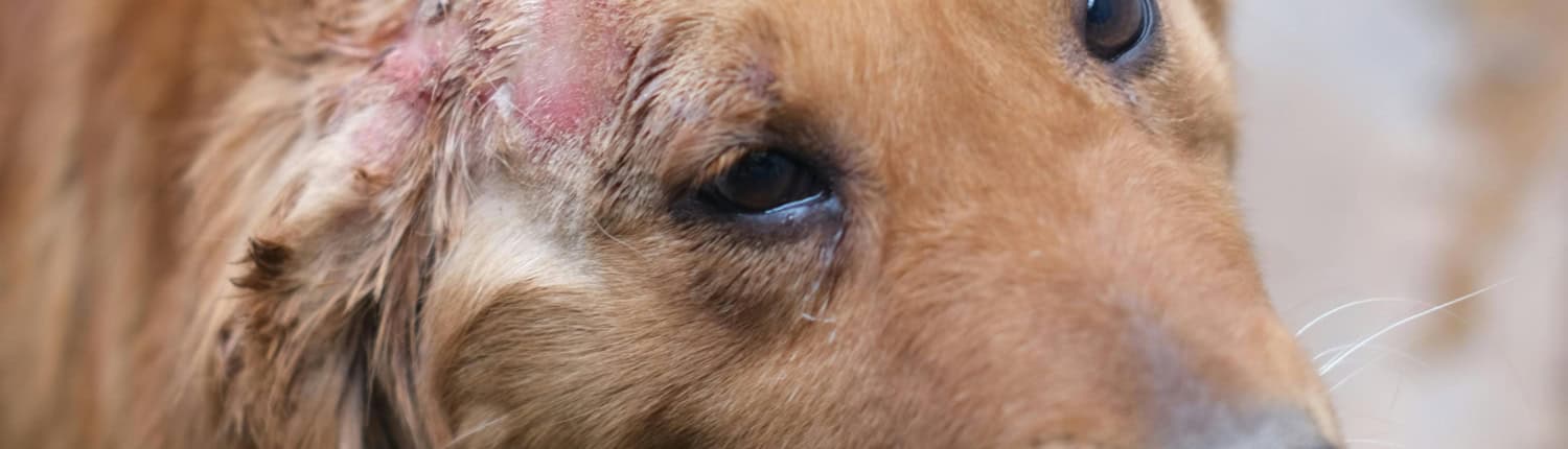 Nazorg na bijtincident