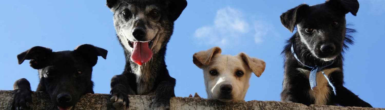 Prive begeleiding voor jou en je hond