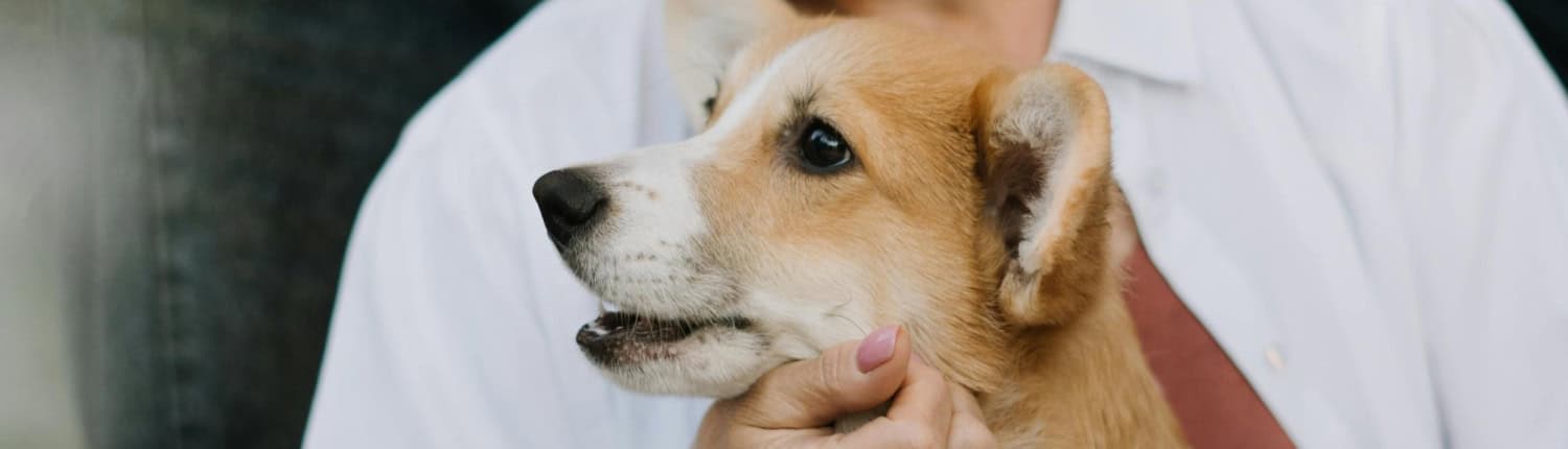 oudere dame met hond website WWM pexels-cottonbro-5961937